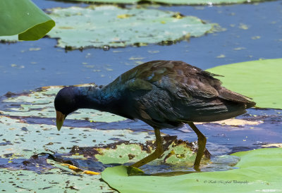 Purple Gallinule