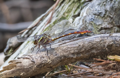 Two-striped Forceptail Dragonfly