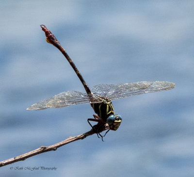 Dragonflies & Damselflies