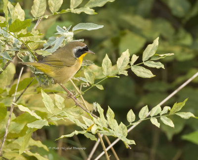 Common Yellowthroat