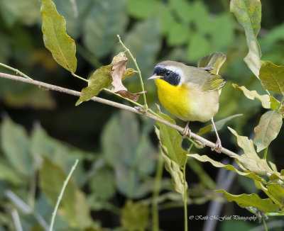 Common Yellowthroat