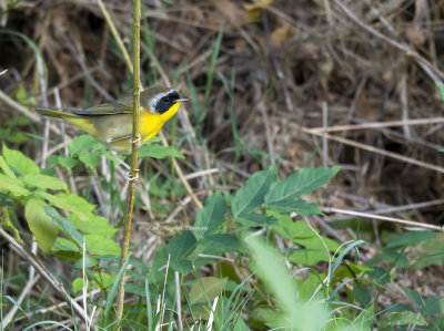 Common Yellowthroat