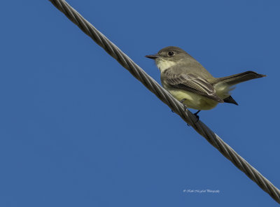 Eastern Phoebe