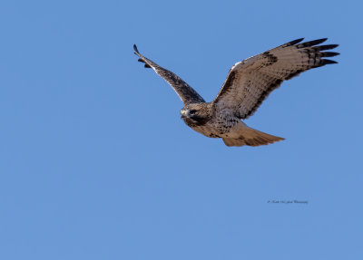 Adult Red-tailed Hawk