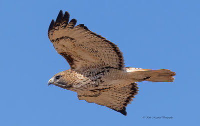 Red-tailed Hawk
