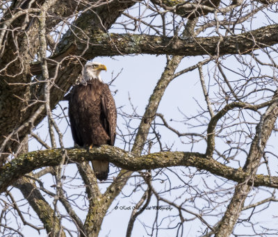 Bald Eagle Perched