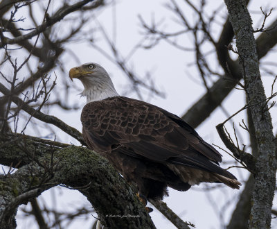 Bald Eagle Perched