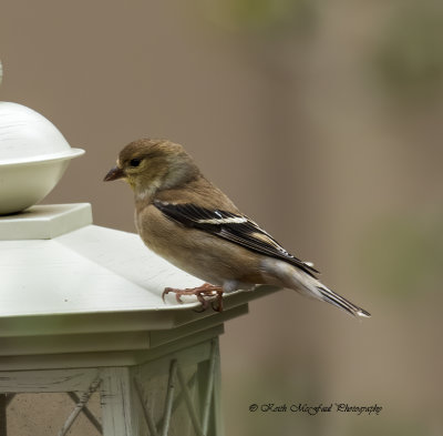 American Goldfinch