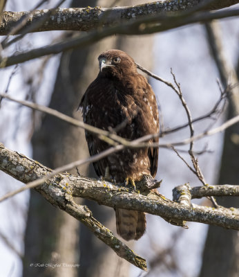 Red-tailed Hawk Perched