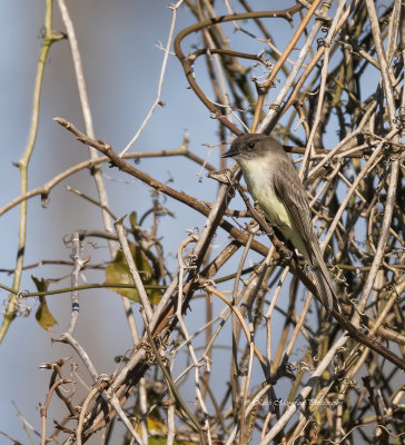 Eastern Phoebe
