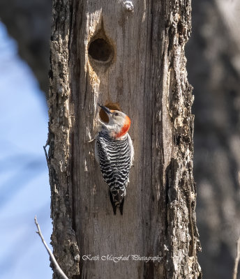 Red-bellied Woodpecker