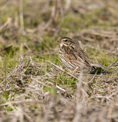 Savannah Sparrow On The Ground