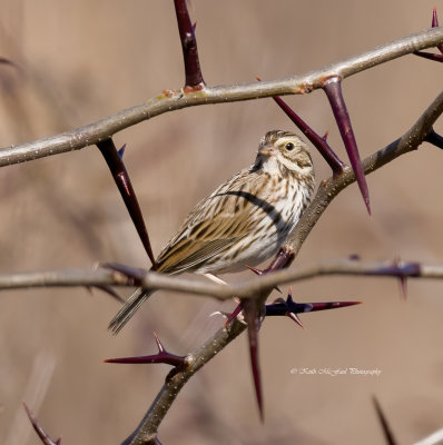 Savannah Sparrow On a Very Thorny Bush