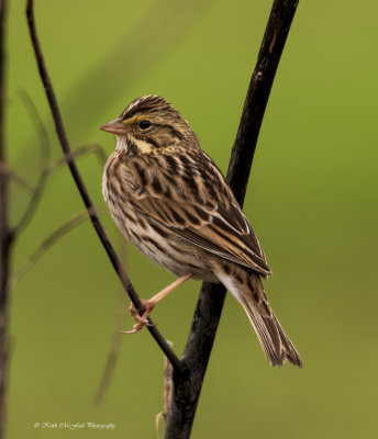 Savannah Sparrow Perched
