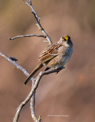 Golden-crowned Sparrow