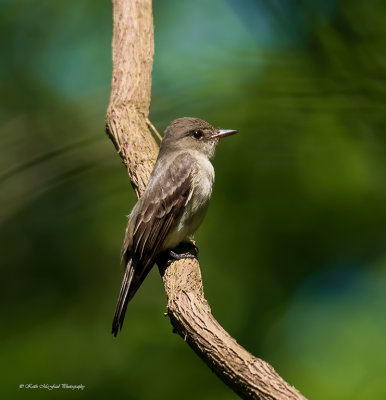 Alder-Willow Flycatcher