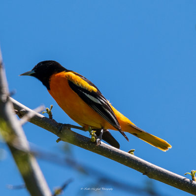 Baltimore Oriole