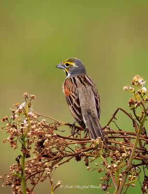 Dickcissel
