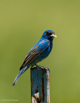 Molting Male Indigo Bunting