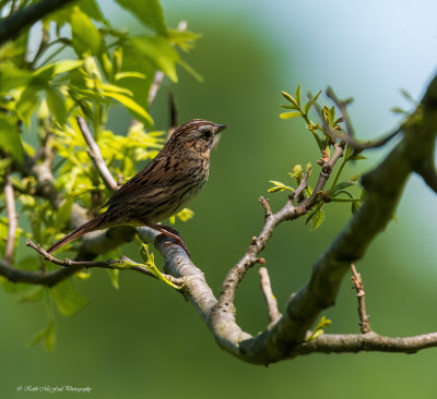 Lincoln Sparrow