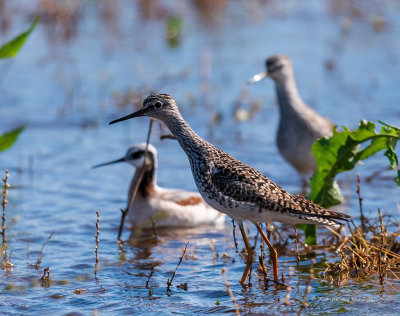 Lesser Yellowlegs