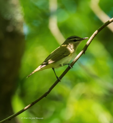 Red-eyed Vireo