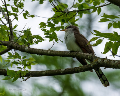 Yellow-billed Cuckoo