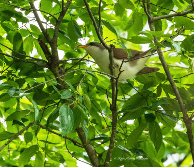 Yellow-billed Cuckoo