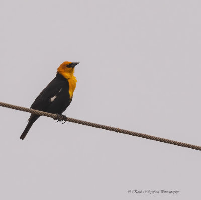 Yellow-headed Blackbird