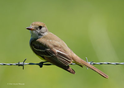 Great Crested Flycatcher