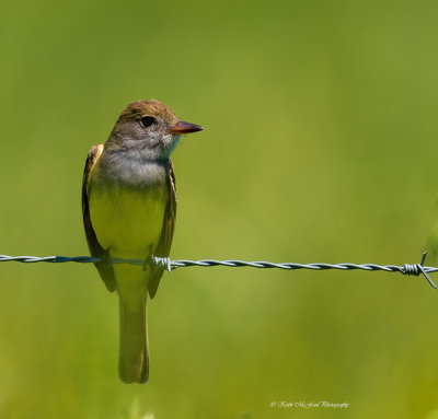 Great Crested Flycatcher