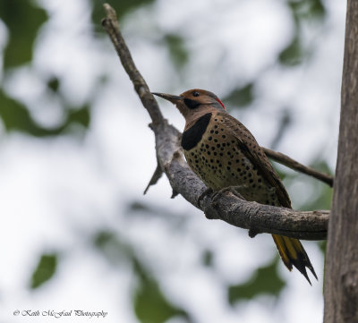 Northern Flicker Woodpecker