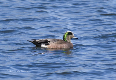 Male American Wigeon Duck