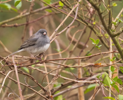 Dark-eyed Junco