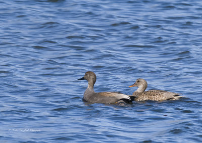 Male & Female Gadwall Ducks