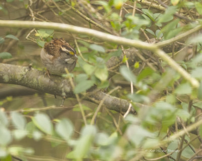 White-throated Sparrow