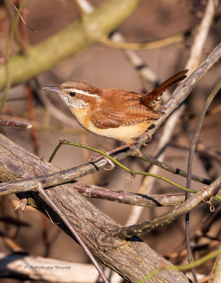 Carolina Wren