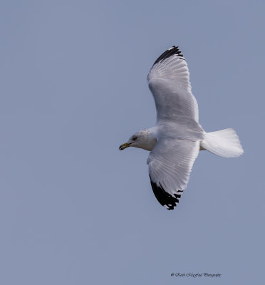 Non-breeding Ring-billed Gull