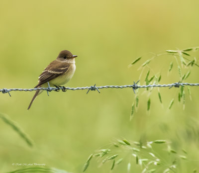 Alder-Willow Flycatcher
