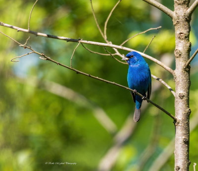 Indigo Bunting