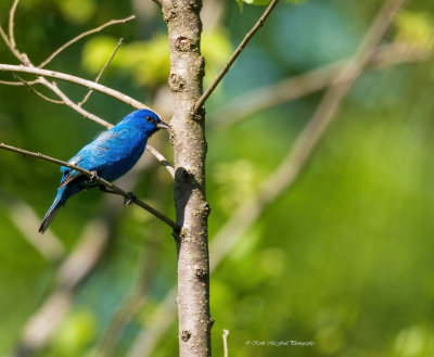 Indigo Bunting