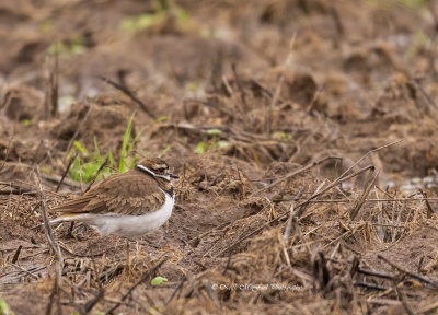Killdeer
