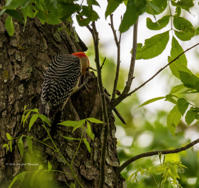 Male Red-bellied Woodpecker