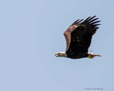 Bald Eagle