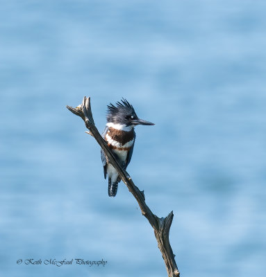 Belted Kingfisher