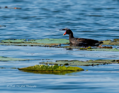 Common Gallinule