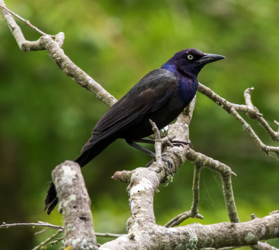 Common Grackle