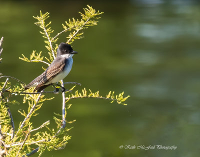 Eastern Kingbird