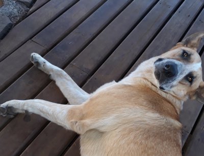 One of the many very friendly dogs on Easter Island.