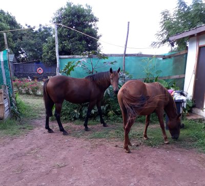 WIld horses is a common sight. Also in Hanga Roa.